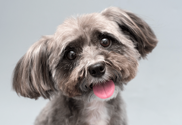 Shih Tzu Names