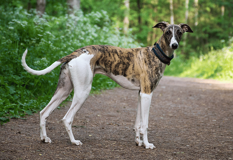 Breeds That Pioneered America - Greyhounds
