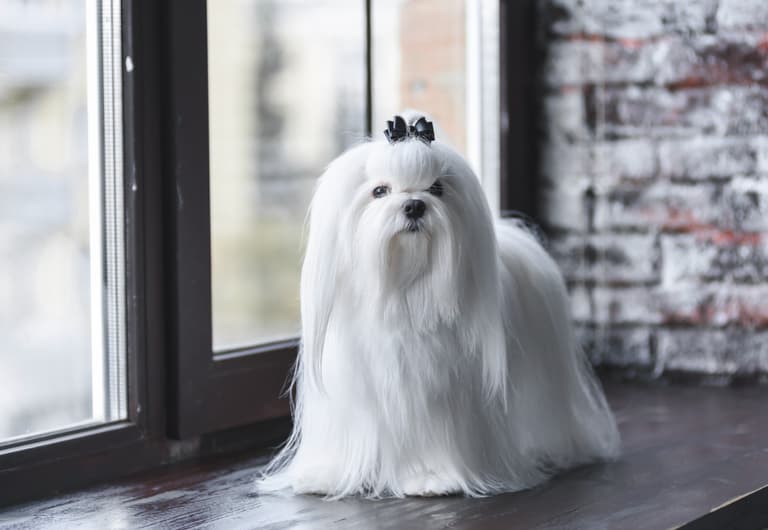 White Dog Names