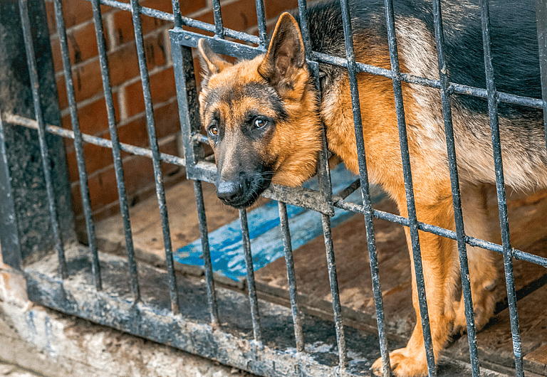 german shepherd in shelter