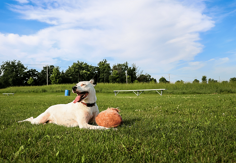 Football Inspired Dog Names