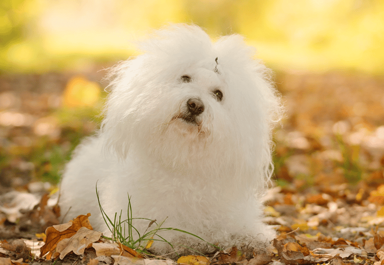 Long Haired Dog Breeds: Bolognese