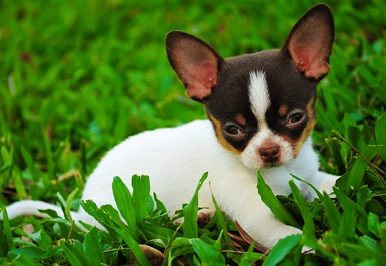 Chihuahua dogs names