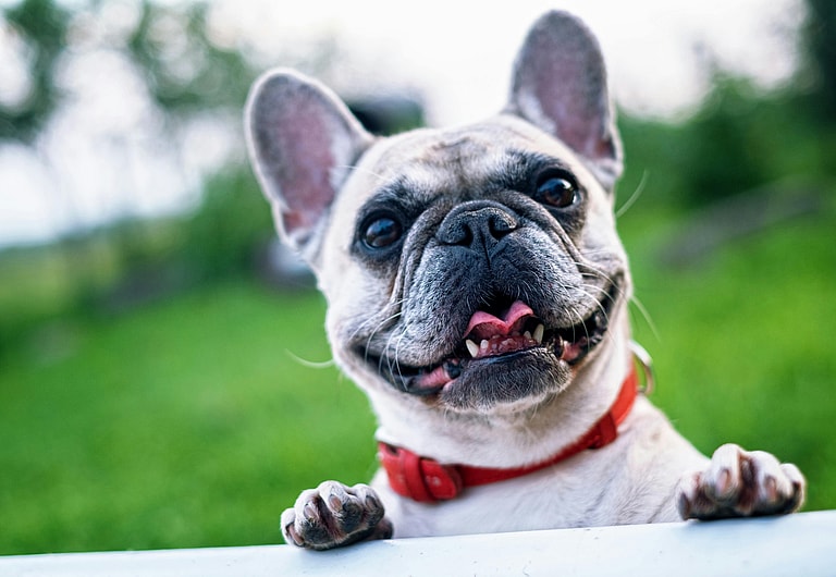 Close up of a French Bulldog with a red collar smiling 