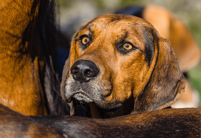Hunting Dog Names