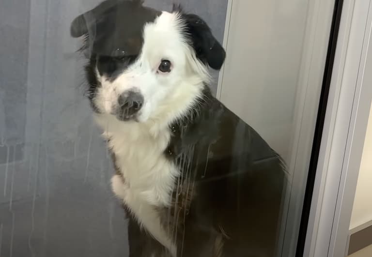 “How Much is That Doggie in the Window?”To A Song That Advocates for Adoption