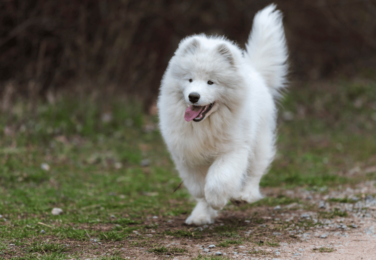 White Dog Names