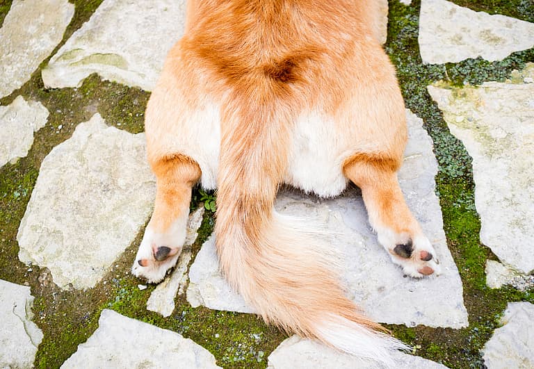 A corgi tale