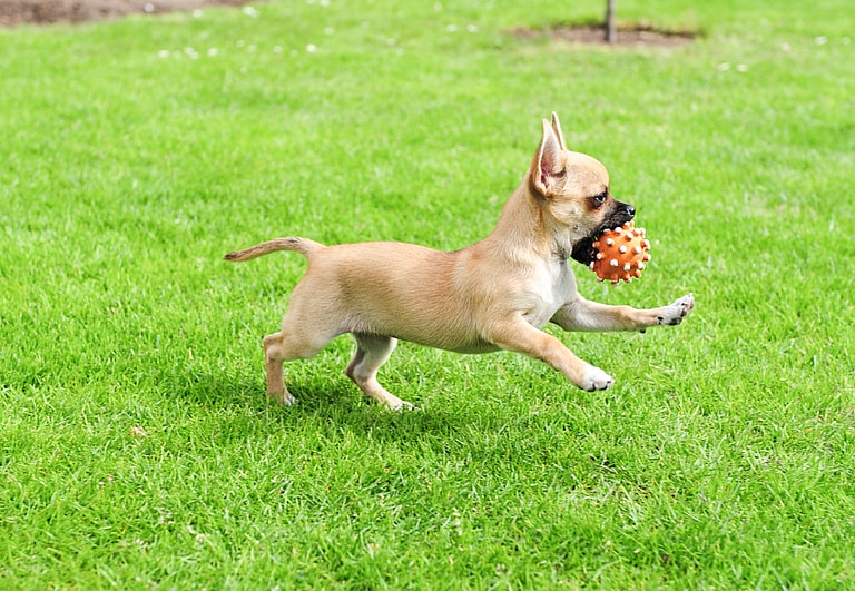 How Long Do Chihuahuas Live?