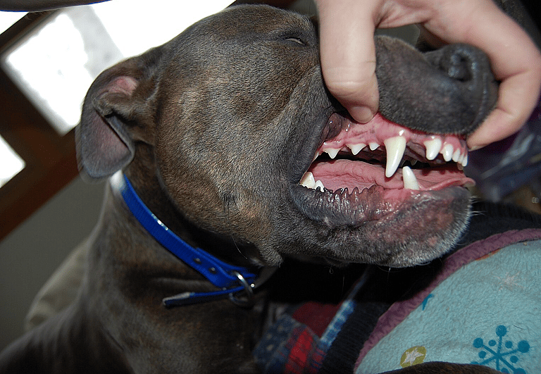 Pit Bull’s Lifespan