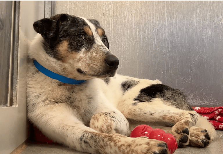 Sitting with dogs 44: How a Few Kind Words Transformed This Fearful Dog Into a Tail-Wagging Sweetheart