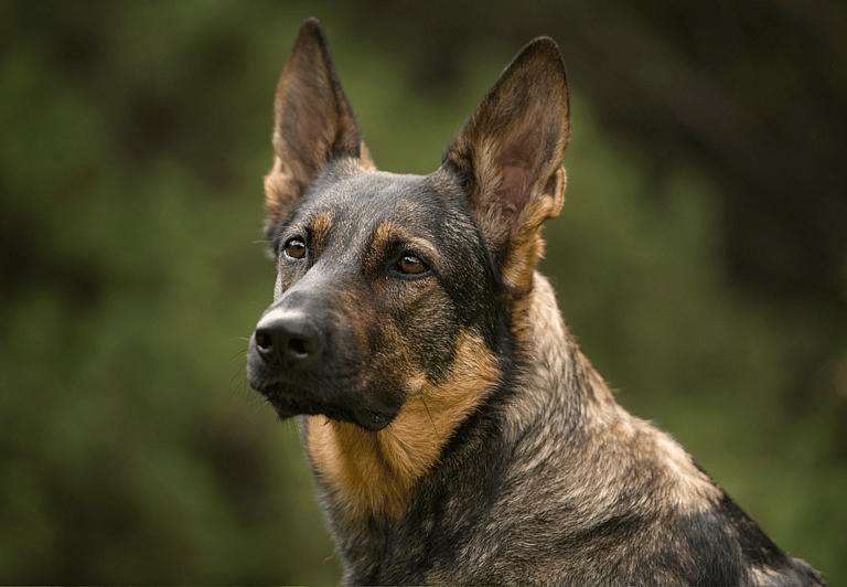 Sable German Shepherds 