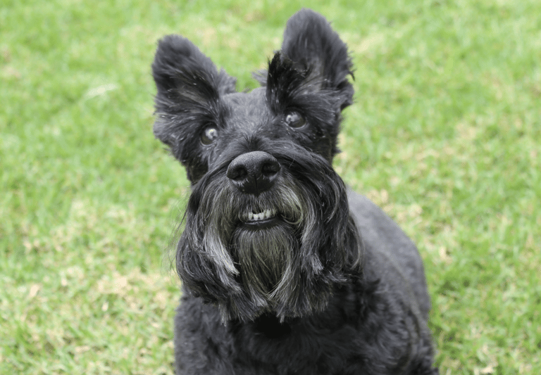 Black Dog Names