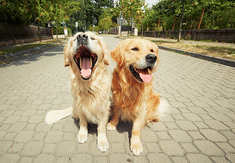 Heartwarming Video Shows Golden Retriever's Adorable Reaction to Welcoming New Puppy Sibling (& Why Getting a Second Dog Was Best Decision)