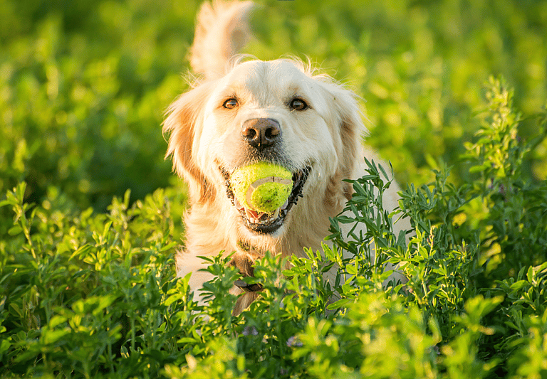 Why Do Dogs Love Tennis Balls?