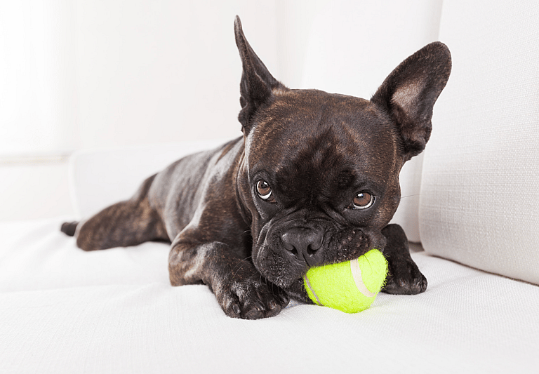 Why Do Dogs Love Tennis Balls?