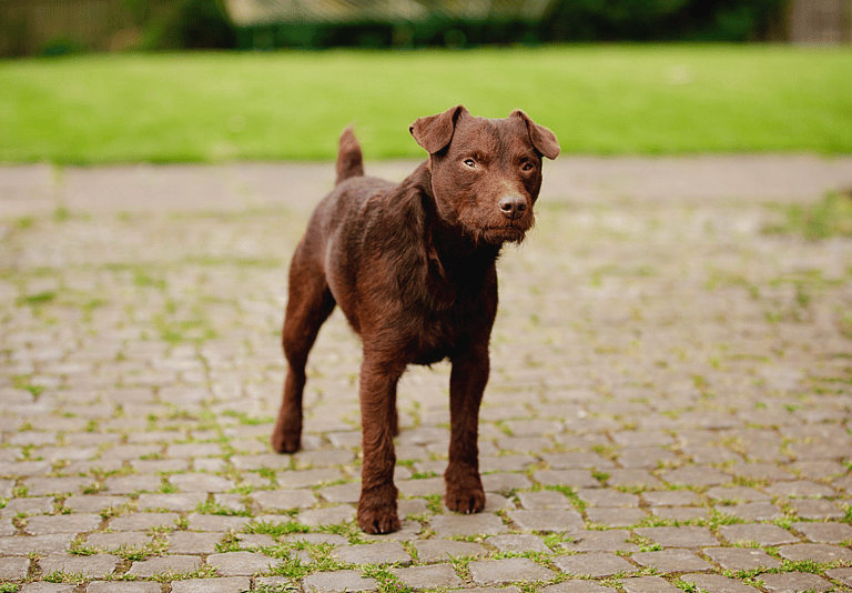Rat catching dog: Tiny But Mighty: How One Small Dog Breed Revolutionized Pest Control in the 19th Century