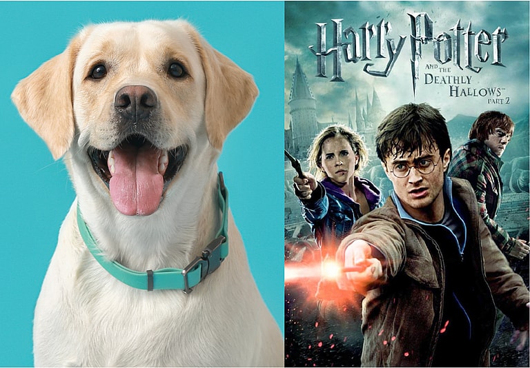 Harry Potter Dog Names