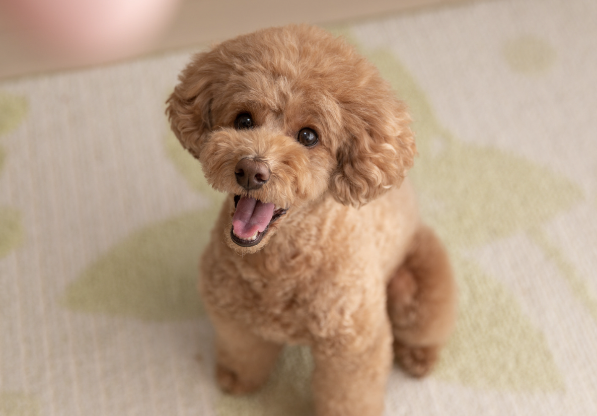 Poodle Names