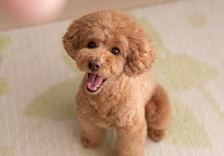 Poodle Names