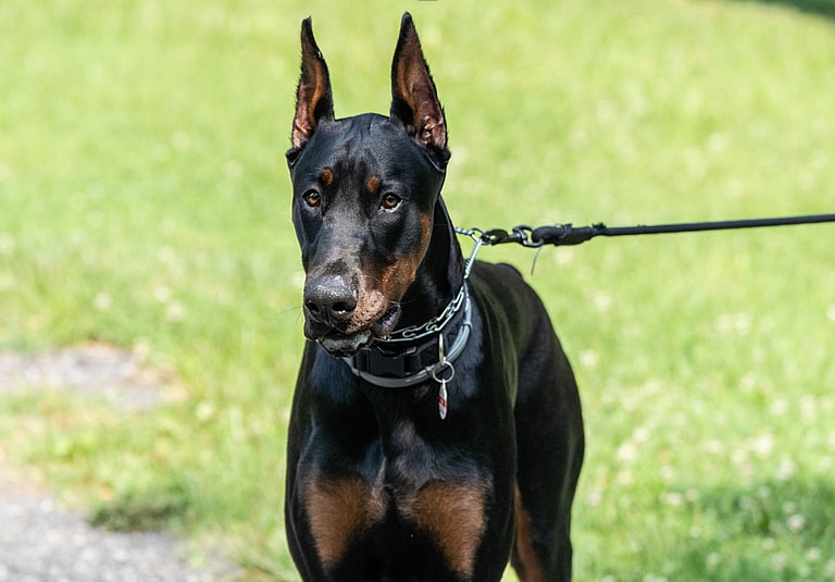 cropped eared doberman