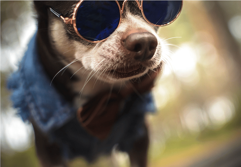 Chihuahua dogs names