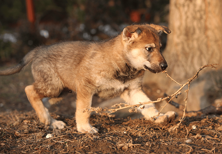 Czechoslovakian Wolfdogs