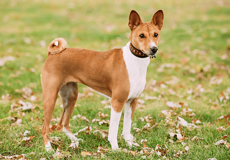 Cream Colored Dog Names