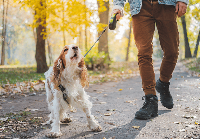 How to Get A Dog to Stop Barking