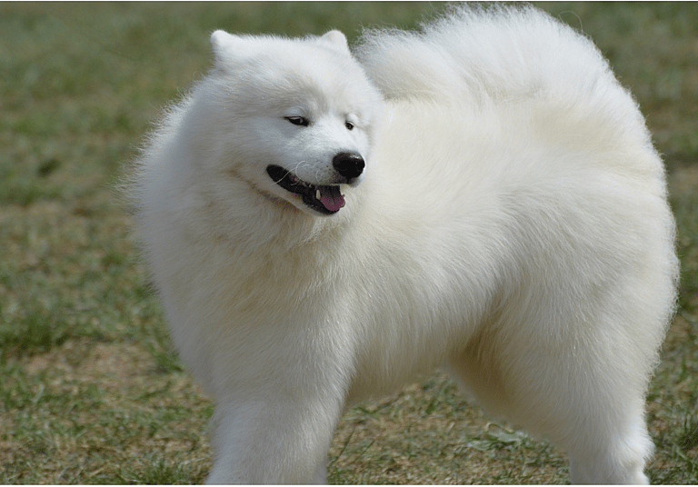 Extra-Fluffy Dog Breeds