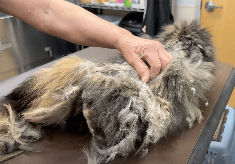 Grooming video: Watch How This Desperate Cat Asked for Help  & Got a Whole New Life!