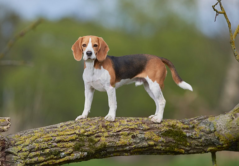 Beagle Names
