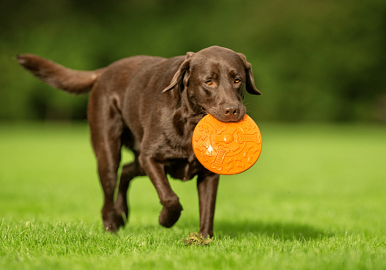 Labrador Retriever Names