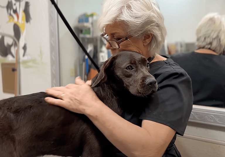 sitting with dogs - Jenny
