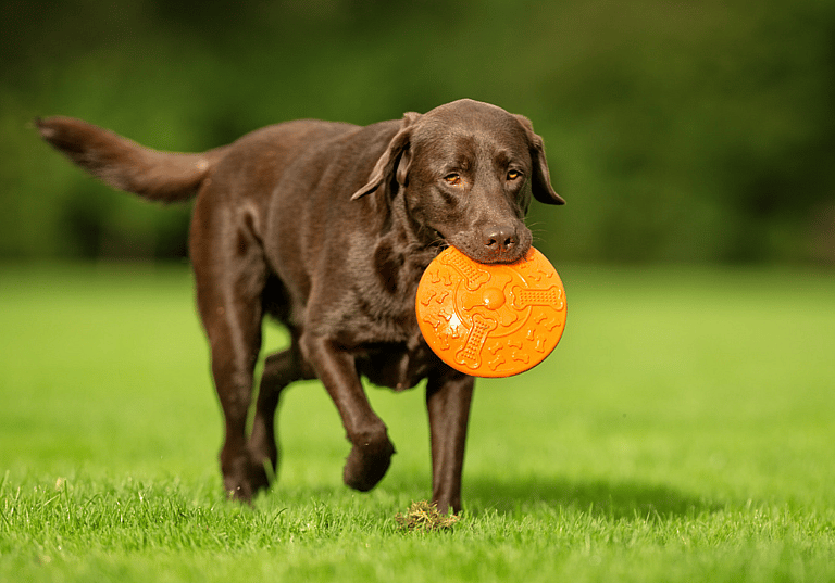 Labrador Retriever Names