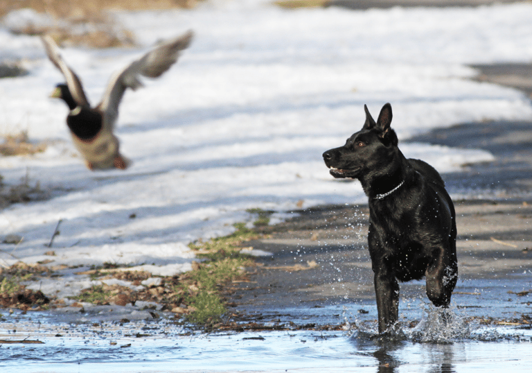 Hunting Dog Names 