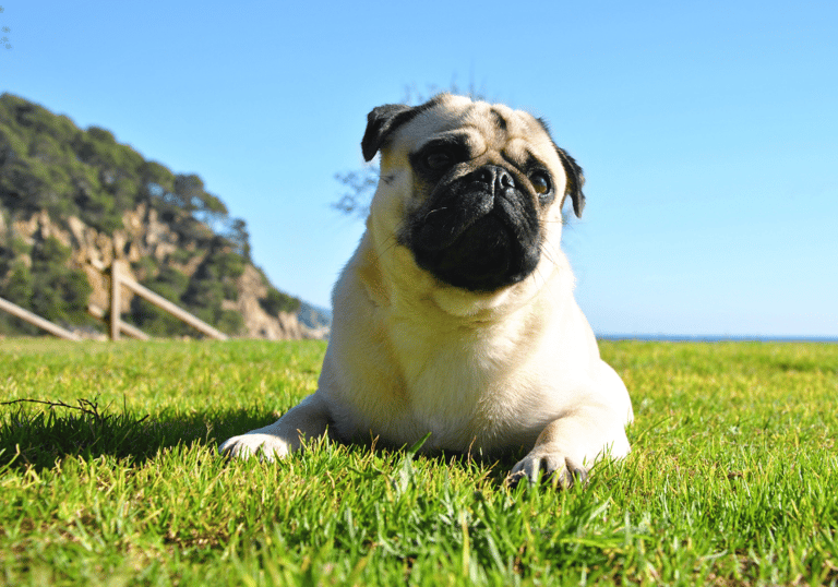 pug names