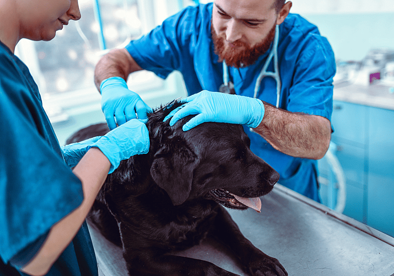 Prevent Fleas & Ticks: regular check up