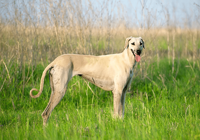 Dog Breeds On The Brink Of Extinction - Sloughi