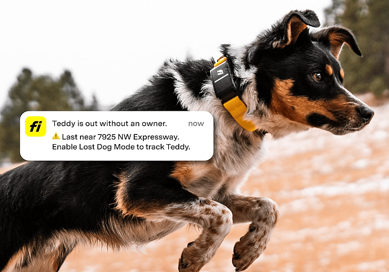 Top 6 Dog Collars & Tags With Built-In Tracking Devices Better Than AirTag