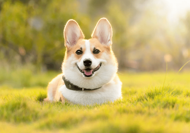 Corgi Names