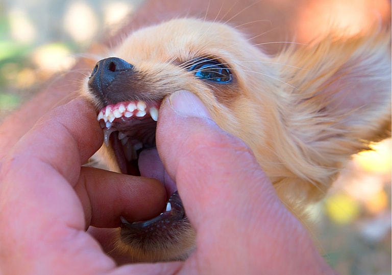 How Long Do Chihuahuas Live?