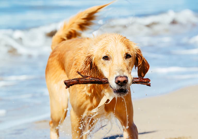 Golden Retriever Names