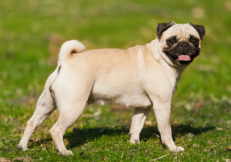 Pug Names