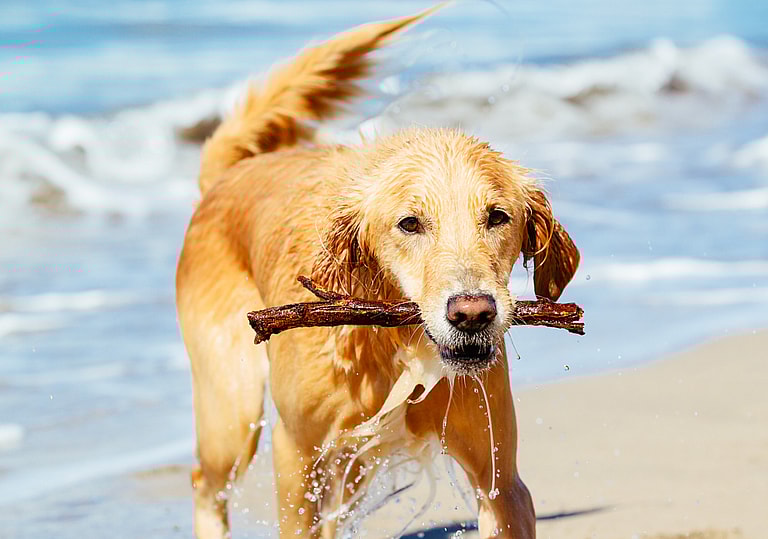 Golden Retriever Names