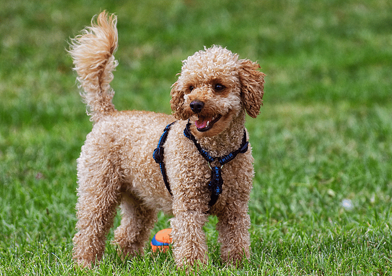 Smartest dog breeds - poodle