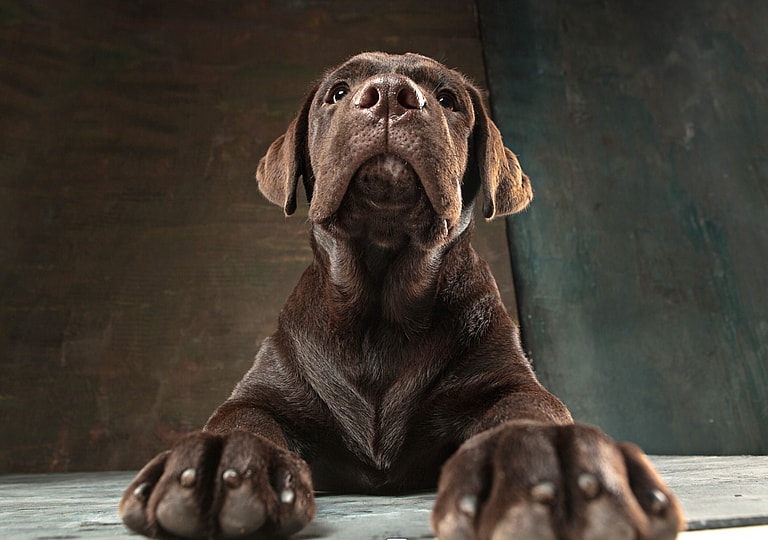Harry Potter Dog Names