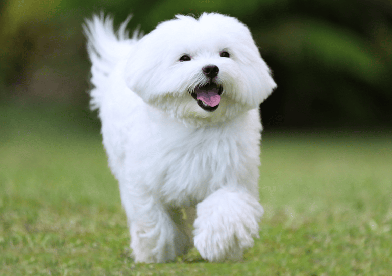 White Dog Names