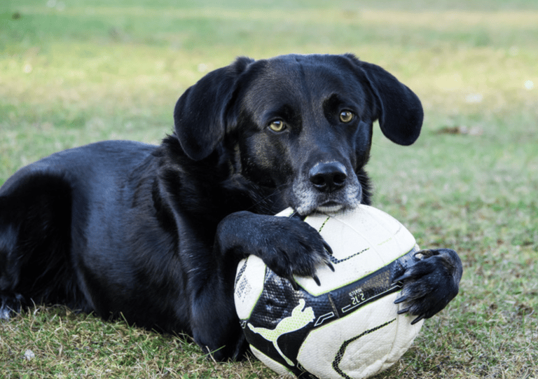 Black Dog Names
