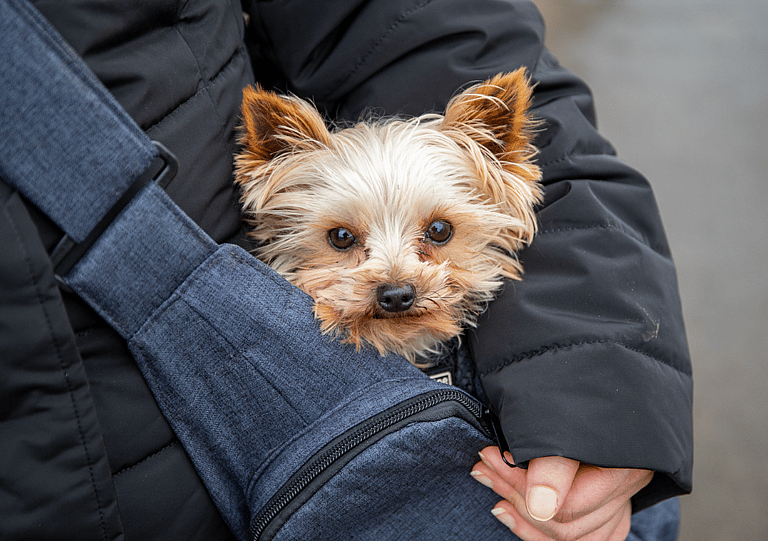 best dog breeds for families: toy dogsShould be Avoided If You Have Young Kids